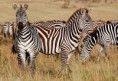 /album/fotogaleria%3a-clase-n%c2%b07/equus-burchelli-cebra-naica-animales-salvajes-jpg/